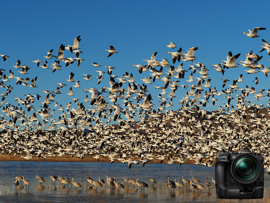 中野耕志 OM-Dと旅する世界の野鳥｜鳥の写真投稿ページ｜OMフォトライフ｜OM SYSTEM公式サイト