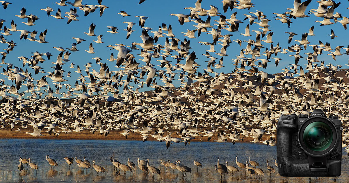 鳥がいく シカゴでバードウォッチング！】 American Redstart ハゴロモ