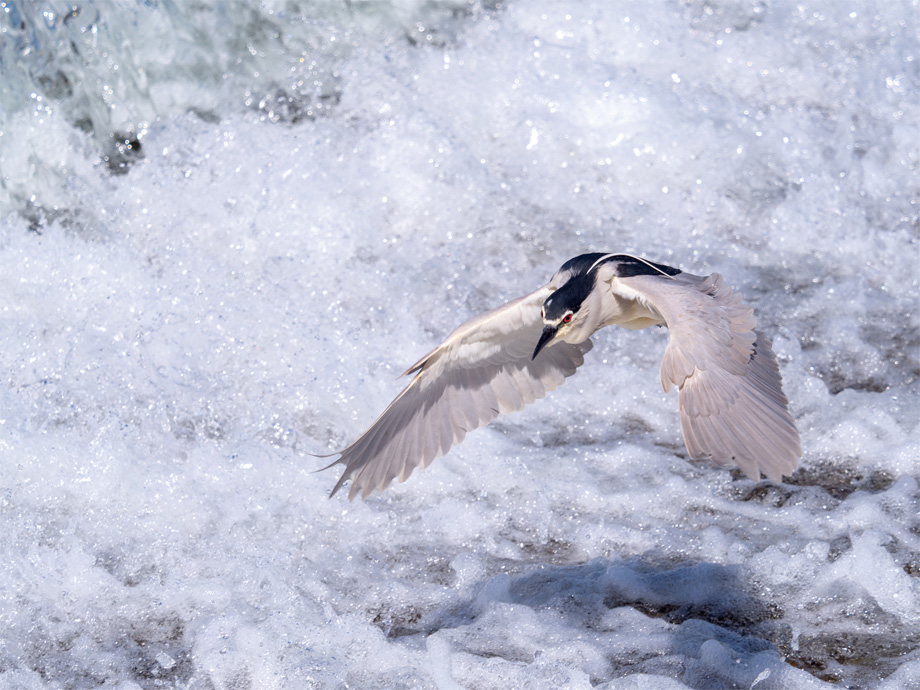 水中 伸浩｜BIRDER × OLYMPUS OM-D E-M1 Mark II 写真展 「WILD BIRD」｜鳥の写真投稿ページ｜OMフォトライフ｜ OM SYSTEM公式サイト