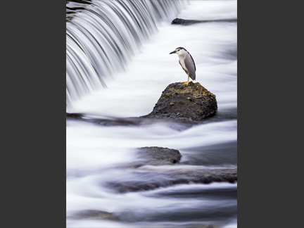 OM-D E-M1 Mark II M.ZUIKO DIGITAL ED 40-150mm F2.8 PRO F6.3 2.5秒 +2.0EV ISO LOW（64相当） ｜ ゴイサギ（京都府）