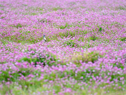OM-D E-M1 Mark II M.ZUIKO DIGITAL ED 300mm F4.0 IS PRO F4.0 1/1000秒 ISO200 ｜ ケリ（滋賀県）