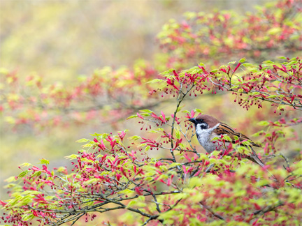 OM-D E-M1 Mark II M.ZUIKO DIGITAL ED 40-150mm F2.8 PRO + MC-14 F4.0 1/500秒 ISO200 ｜ スズメ（京都府）
