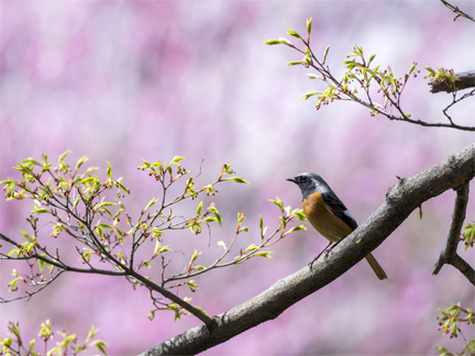 OM-D E-M1 Mark II M.ZUIKO DIGITAL ED 300mm F4.0 IS PRO F4.0 1/1600秒 +0.7EV ISO400 ｜ ジョウビタキ（京都府）