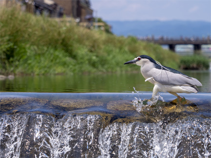 OM-D E-M1 Mark II M.ZUIKO DIGITAL ED 40-150mm F2.8 PRO + MC-14 F4.5 1/1600秒 ISO250 ｜ ゴイサギ（京都府）