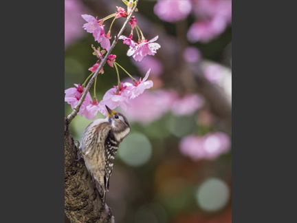 OM-D E-M1 Mark II M.ZUIKO DIGITAL ED 300mm F4.0 IS PRO F4.0 1/250秒 ISO250 ｜ コゲラ（滋賀県）