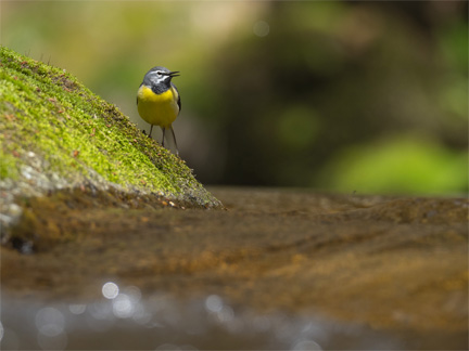 OM-D E-M1 Mark II M.ZUIKO DIGITAL ED 300mm F4.0 IS PRO + MC-14 F5.6 1/640秒 -1.0EV ISO400 ｜ キセキレイ（栃木県）