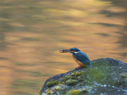 OM-D E-M1 Mark II M.ZUIKO DIGITAL ED 300mm F4.0 IS PRO F4.0 1/125秒 +0.3EV ISO400 ｜ カワセミ（千葉県）