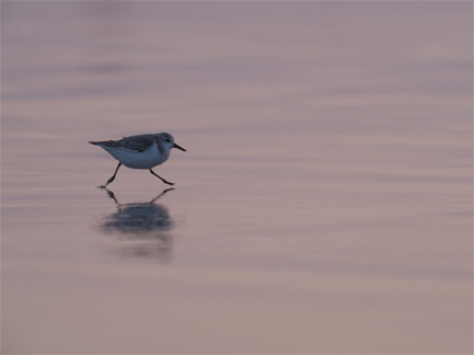 OM-D E-M1 Mark II M.ZUIKO DIGITAL ED 300mm F4.0 IS PRO + MC-14 F5.6 1/500秒 ISO400 ｜ ミユビシギ（千葉県）