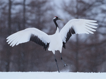 OM-D E-M1 Mark II M.ZUIKO DIGITAL ED 300mm F4.0 IS PRO F5.6 1/1000秒 ISO400 ｜ タンチョウ（北海道）
