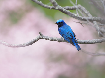 OM-D E-M1 Mark II M.ZUIKO DIGITAL ED 300mm F4.0 IS PRO + MC-14 F5.6 1/180秒 +1.0EV ISO200 ｜ オオルリ（北海道）