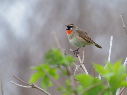 OM-D E-M1 Mark II M.ZUIKO DIGITAL ED 300mm F4.0 IS PRO + MC-14 F5.6 1/180秒 +0.5EV ISO400 ｜ ノゴマ（北海道）