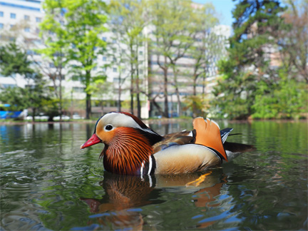 OM-D E-M1 Mark II M.ZUIKO DIGITAL ED 12-40mm F2.8 PRO F4.0 1/500秒 ISO200 ｜ オシドリ（北海道）