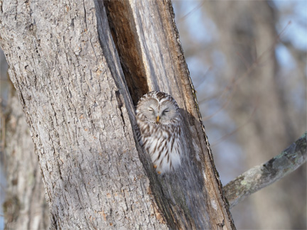 OM-D E-M1 Mark II M.ZUIKO DIGITAL ED 300mm F4.0 IS PRO + MC-14 F5.6 1/500秒 +0.5EV ISO200 ｜ フクロウ（亜種エゾフクロウ）（北海道）