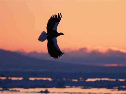 OM-D E-M1 Mark II M.ZUIKO DIGITAL ED 300mm F4.0 IS PRO F4.0 1/1500秒 ISO400 ｜ オオワシ（北海道）