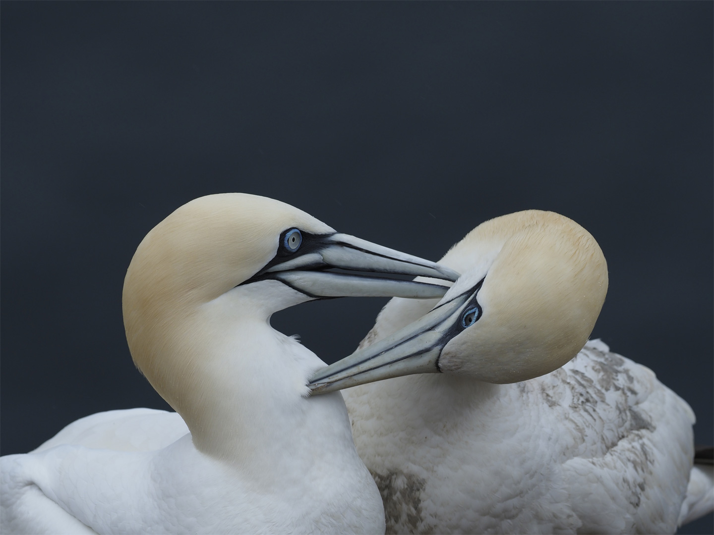 菅原 貴徳｜BIRDER × OLYMPUS OM-D E-M1 Mark II 写真展 「WILD BIRD」｜鳥の写真投稿ページ｜OMフォトライフ｜OM  SYSTEM公式サイト