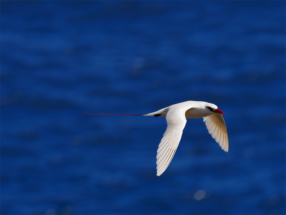 菅原 貴徳｜BIRDER × OLYMPUS OM-D E-M1 Mark II 写真展 「WILD BIRD」｜鳥の写真投稿ページ｜OMフォトライフ｜ OM SYSTEM公式サイト