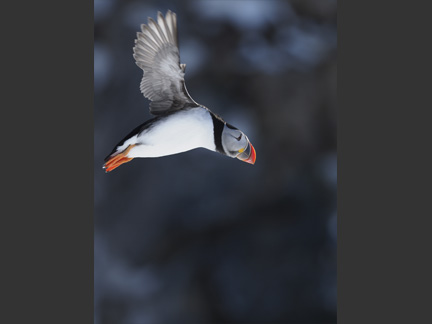 OM-D E-M1 Mark II M.ZUIKO DIGITAL ED 300mm F4.0 IS PRO F4.0 1/2500秒 ISO320 ｜ ニシツノメドリ（ノルウェー）