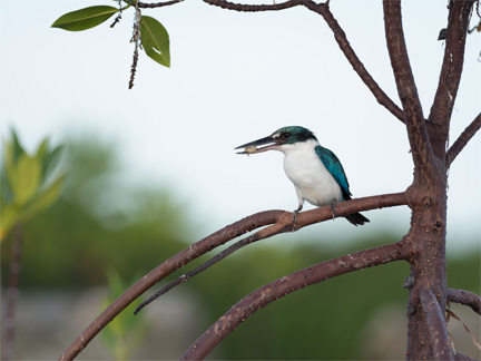 OM-D E-M1 Mark II M.ZUIKO DIGITAL ED 300mm F4.0 IS PRO F4.0 1/125秒 +1.0EV ISO LOW(64相当) ｜ ナンヨウショウビン（フィリピン）