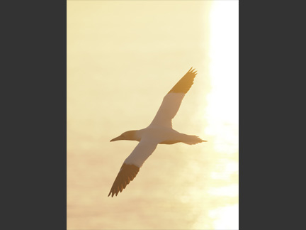 OM-D E-M1 Mark II M.ZUIKO DIGITAL ED 300mm F4.0 IS PRO F4.0 1/1000秒 ISO250 ｜ シロカツオドリ（ドイツ）