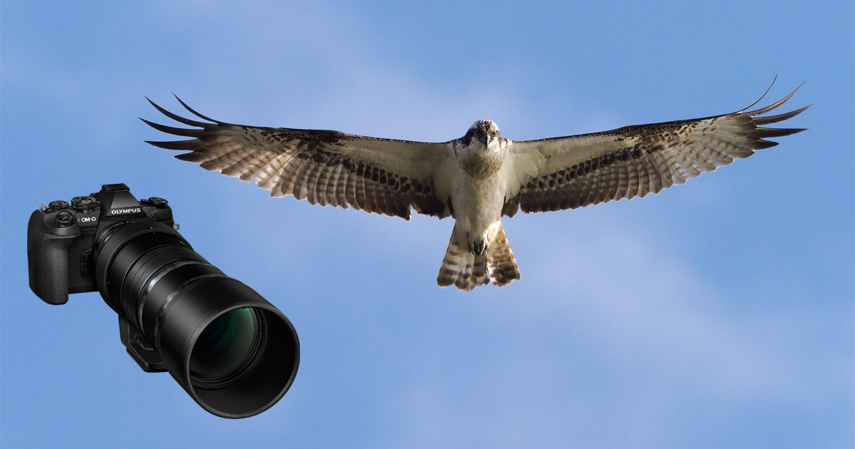 ダイナミックな鳥の姿を捉える！OM-D E-M1 Mark II 野鳥撮影レポート 1｜OMフォトライフ｜OM SYSTEM公式サイト