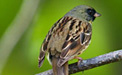 野鳥・鳥の撮り方