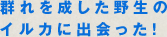 群れを成した野生のイルカに出会った！